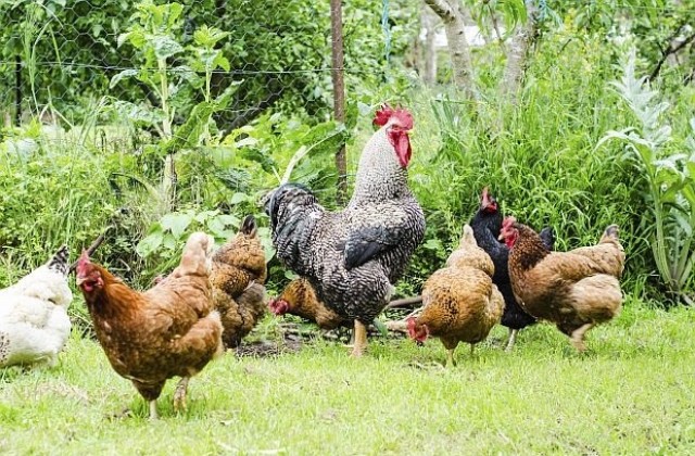 Затягат конторола над домашните животни заради птичи грип