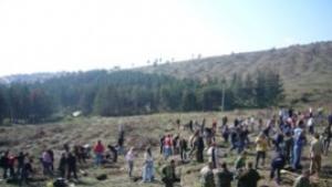 Залесяват с кедри парк Борова гора