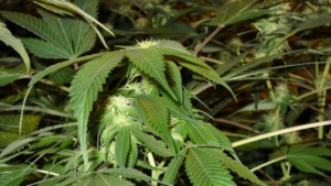 Откриха 86 грама марихуана в непълнолетно момиче