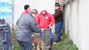 Фондация Четири лапи стартира акция във Видин