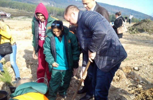 Кметът посади първия кедър за залесяването на парк „Борова гора”