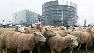 Овце пасат край ЕП по време на протест заради вълци
