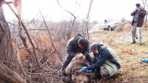 Мечокът Митко вече е с GPS нашийник