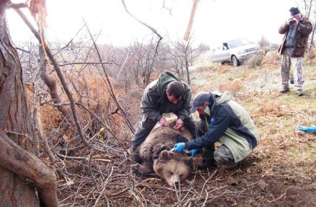 Мечокът Митко вече е с GPS нашийник