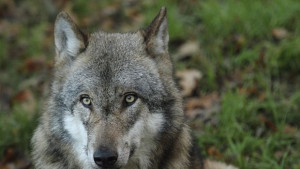 Природозащитници срещу ловци и стопани заради вълците
