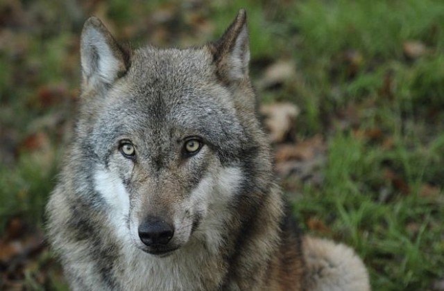 Природозащитници срещу ловци и стопани заради вълците
