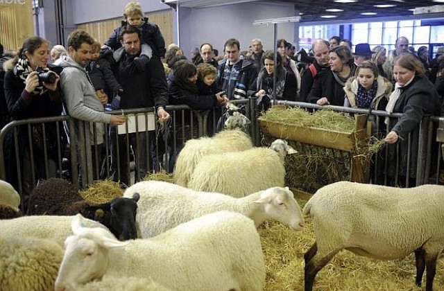 Овце протестираха във Франция