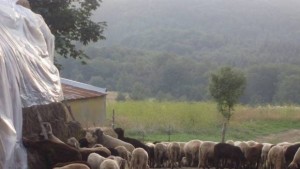 108 099 лв са изплатените обезщетения за животни покосени от