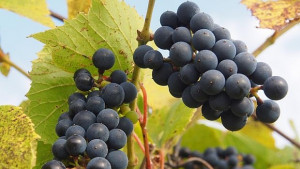 Преработеното тази година грозде е над два пъти помалко от