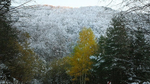 Студено с валежи от сняг