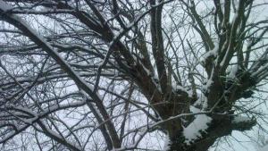 Сняг над цяла Северна България