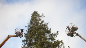 Грейва коледната елха в столицата