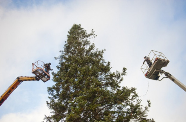 Грейва коледната елха в столицата