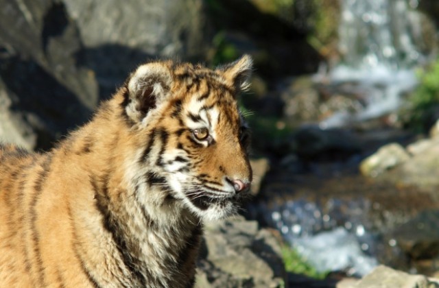 Тигър чака река Амур да замръзне, за да се върне в Русия