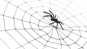 В Япония ще произвеждат коприна от паяк