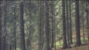 Милчо Кирилов отново пое ДГС Невестино