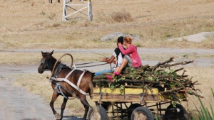Удариха бракониери на дърва