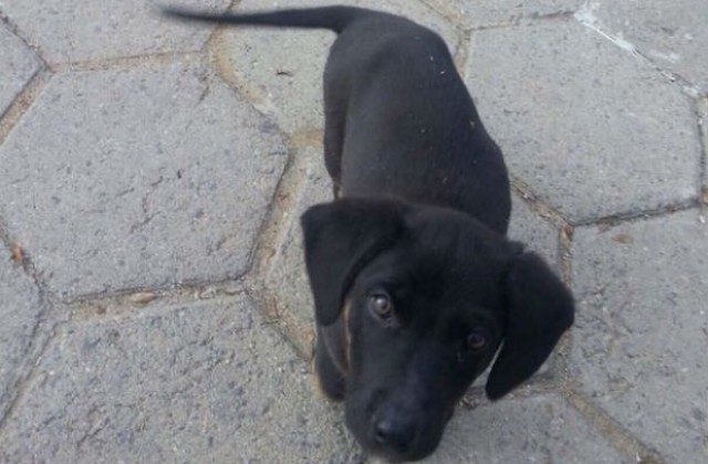 Пазачът на парламента Рони избяга, намериха го само за ден