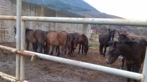 Криминална история с 8 коня в Дупница