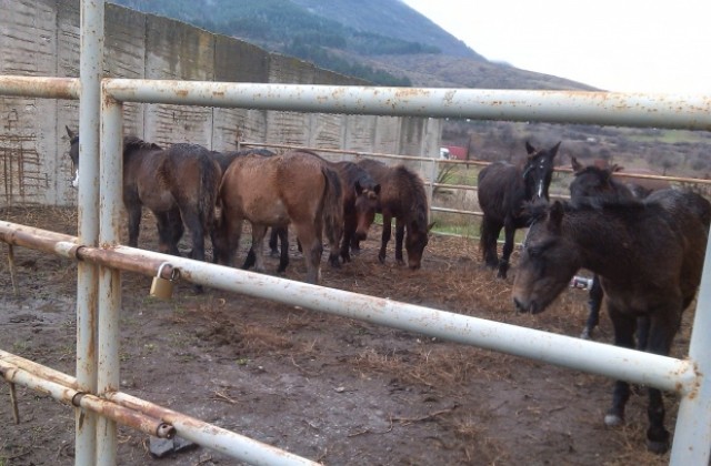 Криминална история с 8 коня в Дупница