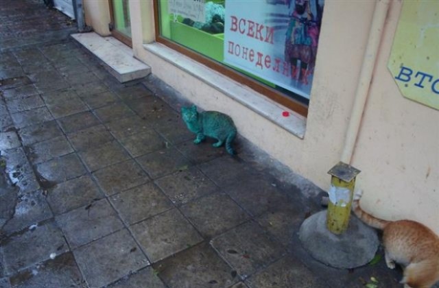 Боядисана в зелено котка обикаля варненските улици