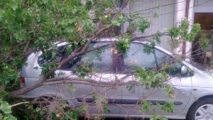 Дърво се стовари върху автомобил