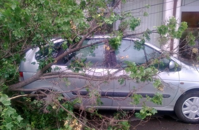 Дърво се стовари върху автомобил