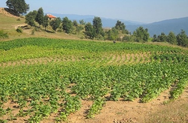 Да бъде създадена селска полиция настояват от Асоциацията на българските села