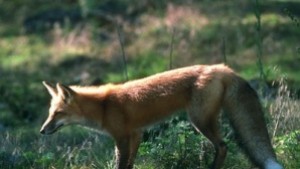 Няма класическа чума по свинете в Кюстендилска област Самолети ще