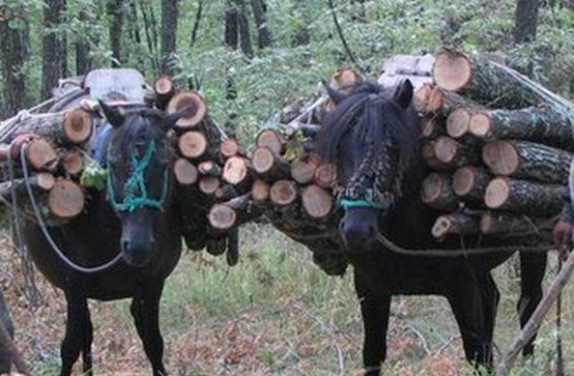 Пускат на търг 300 000 кубика дървесина