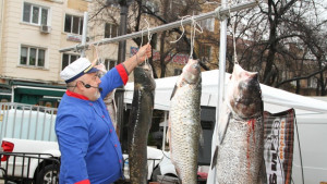 Риби рекордьори сготвиха в центъра на Стара Загора