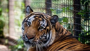 Тигър избяга от клетката си в столичния зоопарк