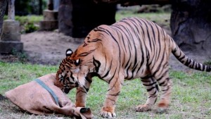 Опитен служител забравил да затвори вратата на тигъра