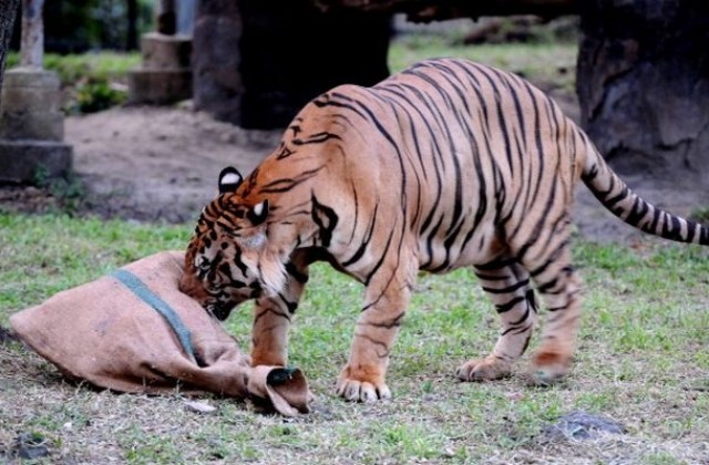 Опитен служител забравил да затвори вратата на тигъра