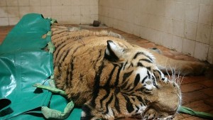 Избягалият от клетката си тигър нямал ловни инстинкти