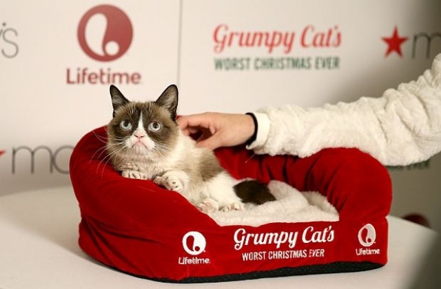 Състоянието на Grumpy Cat възлиза на 100 млн. долара