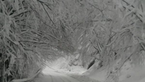 Клони храсти и непочистени канавки са проблем за пътя към