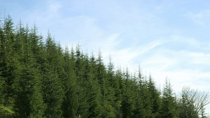 Иглолистни гори в Северозападна България съхнат заради промените в климата