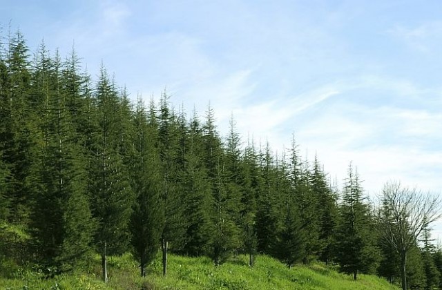 Иглолистни гори в Северозападна България съхнат заради промените в климата