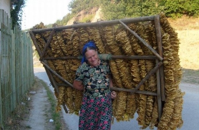 Тютюнопроизводители недоволни от кампанията