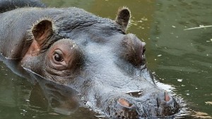 Почина женският хипопотам в Столичния зоопарк