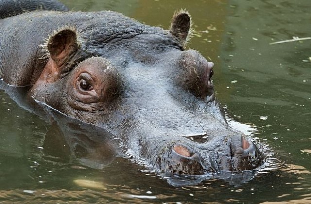 Почина женският хипопотам в Столичния зоопарк