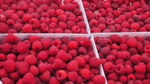 Наплив за бране на малини в Португалия