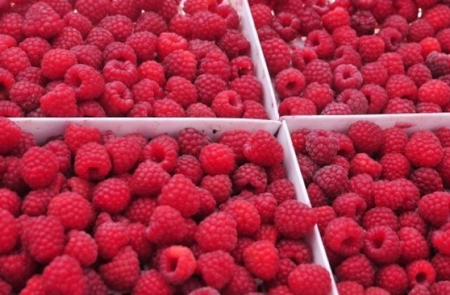 Наплив за бране на малини в Португалия