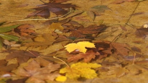 Слънчево и топло време в неделя