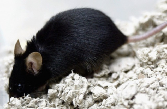 Ще тестват лекарства срещу рак върху мишки „аватари”