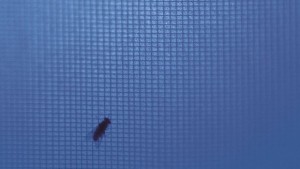 Синя светлина убива насекомите