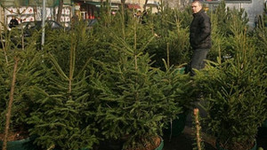 Изберете живи коледни дръвчета