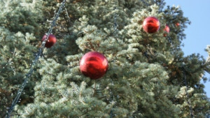 Изберете живо коледно дръвче за празниците призоваха от Община Габрово