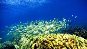 Глобалното затопляне избелва коралите